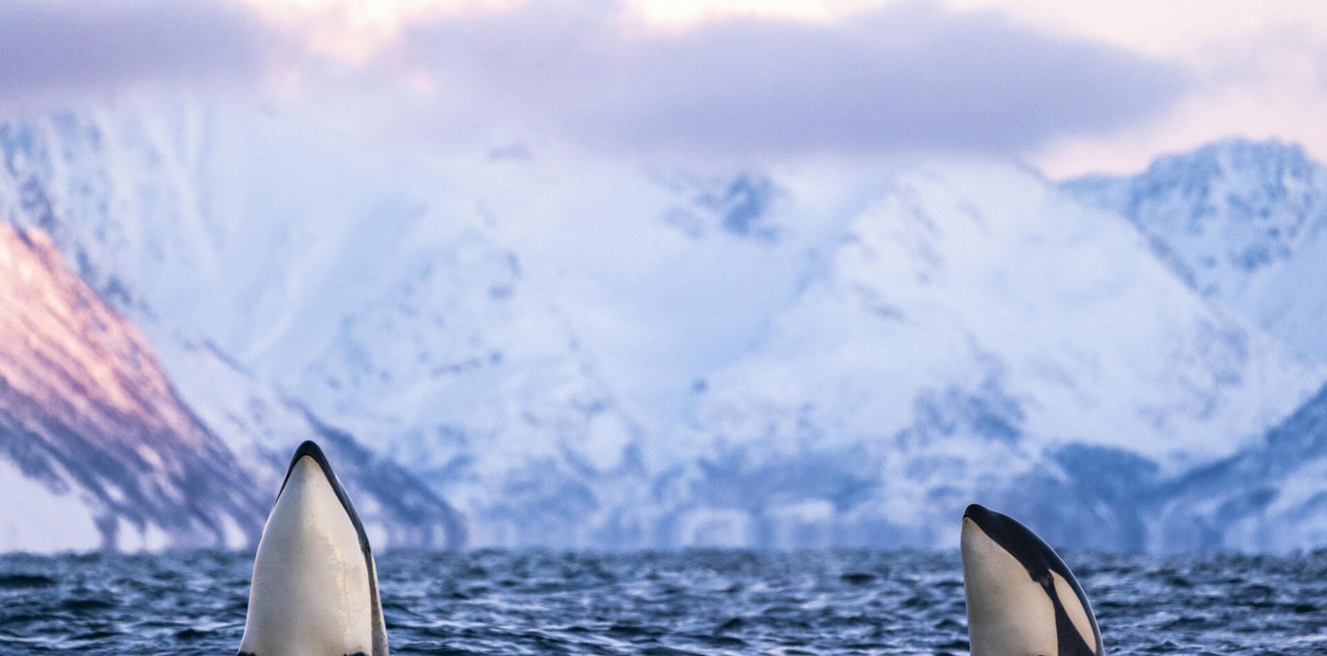 Orcas (Orcinus orca) displaying the spyhopping behavior in northern Norway