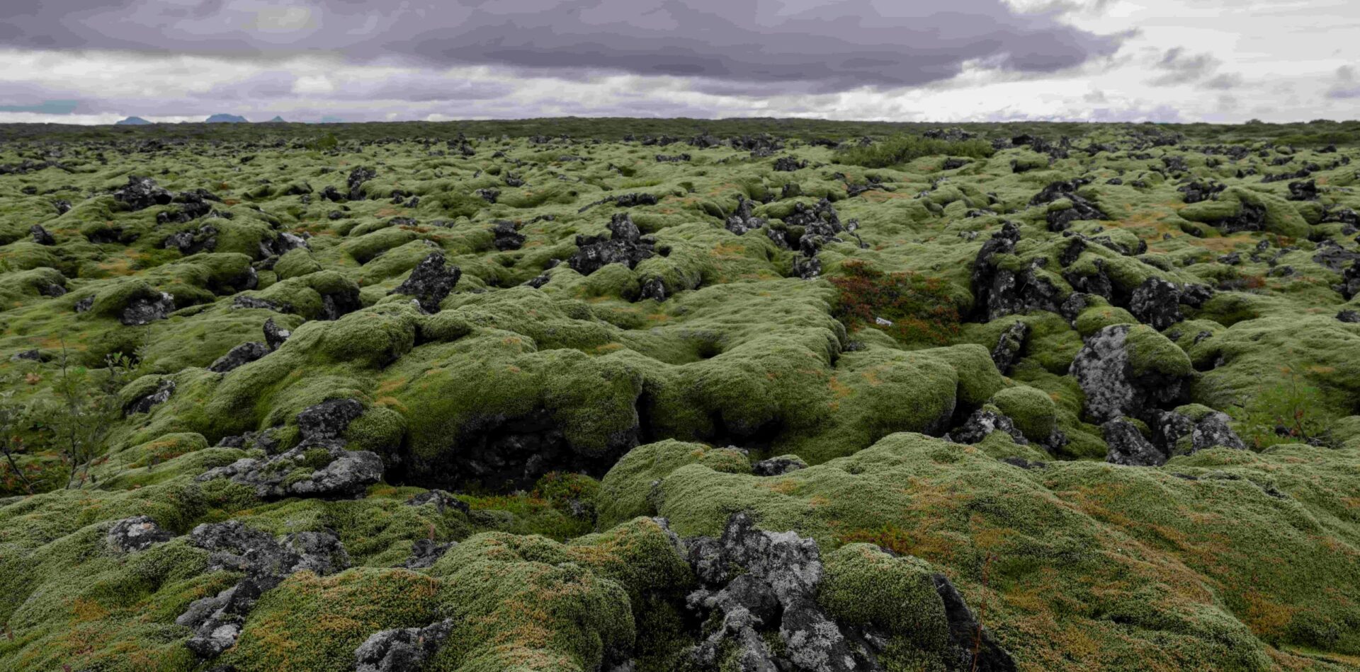 Highland buggy adventure (7) (1) (1)9