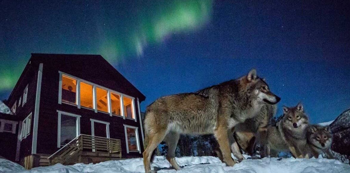 Wolf Lodge Northern lights