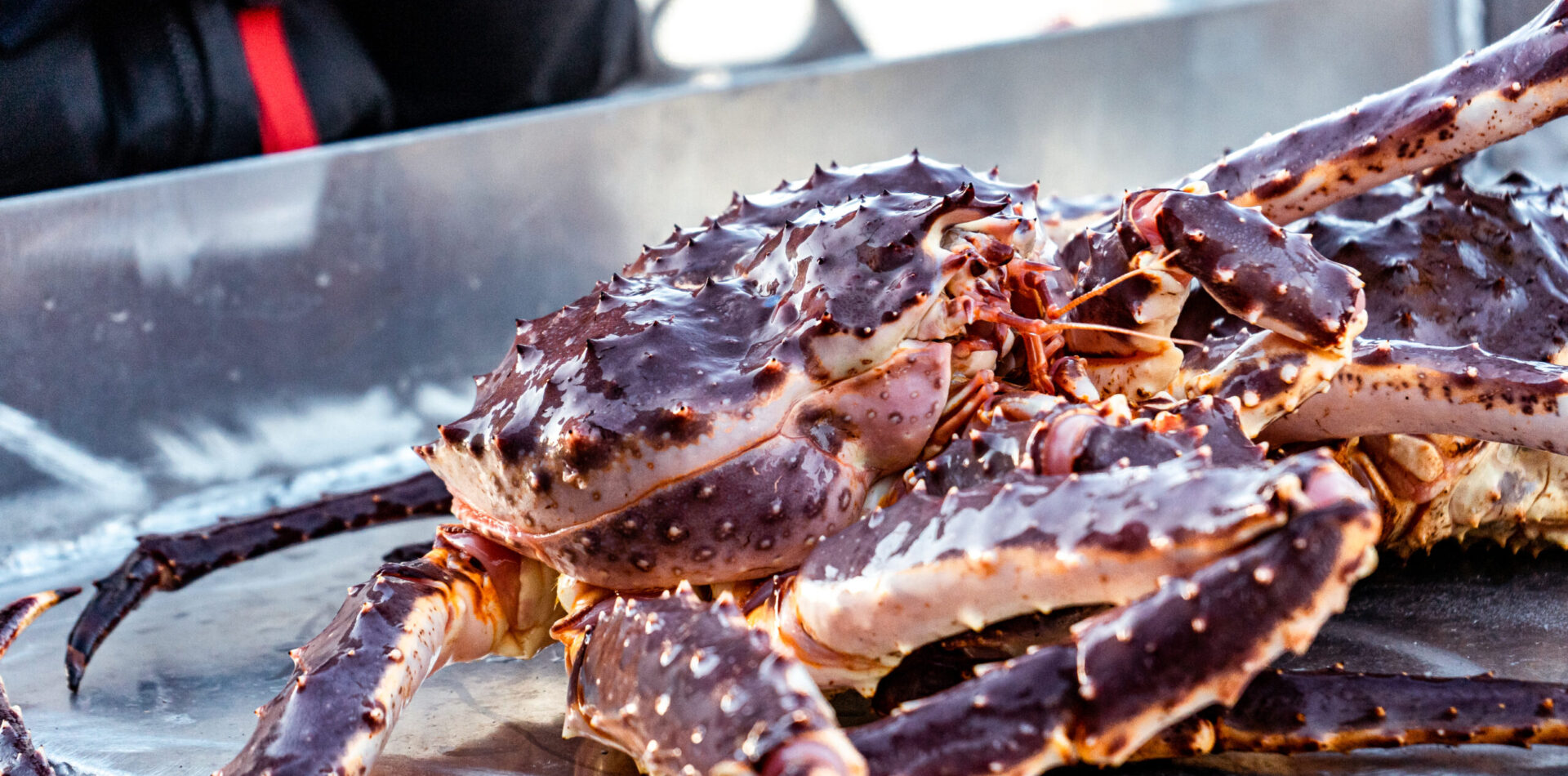 King Crab 03
