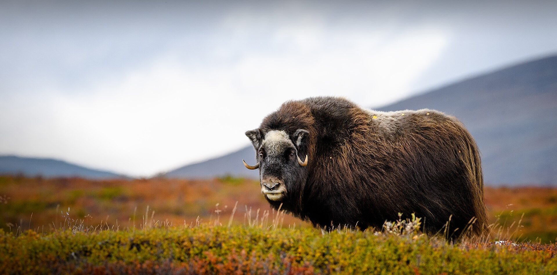 Musk Ox Dovrefjell 3