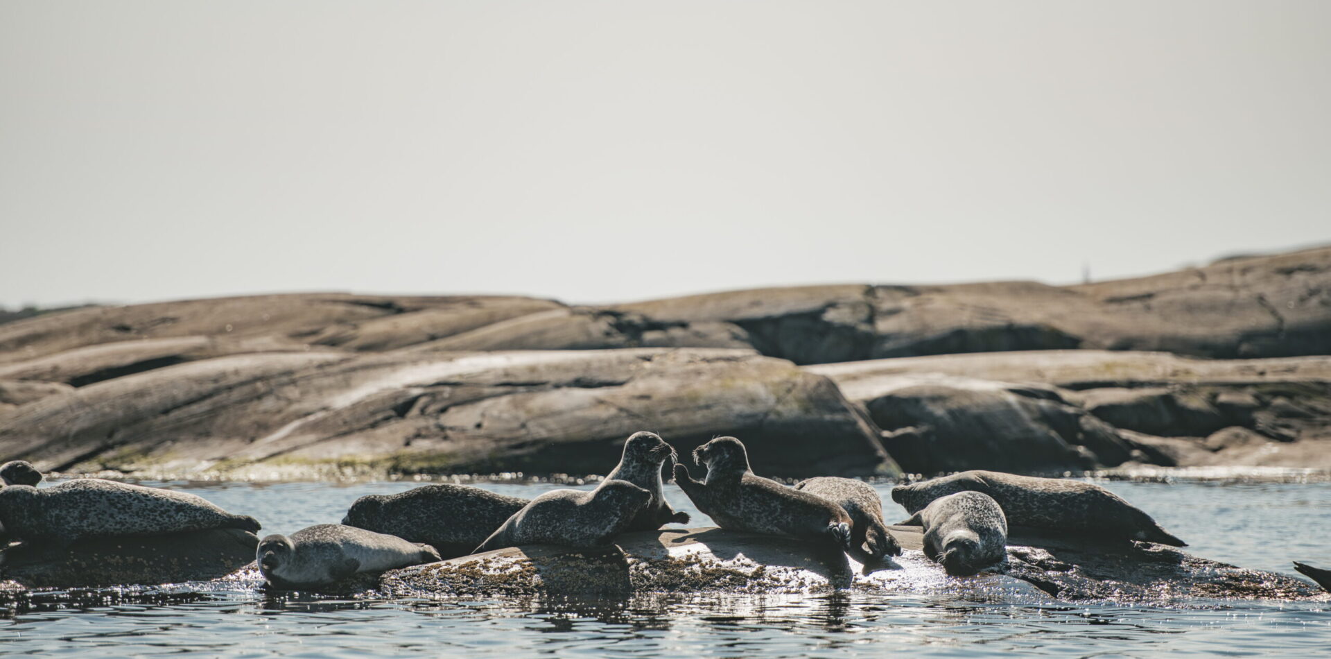 Seal safari and Vinga (4)