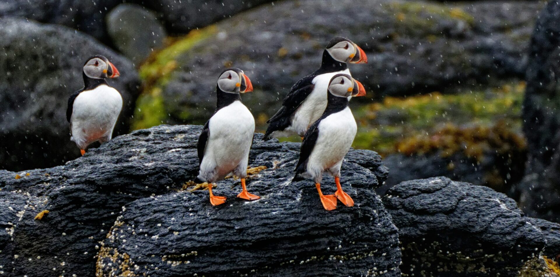 puffins_3